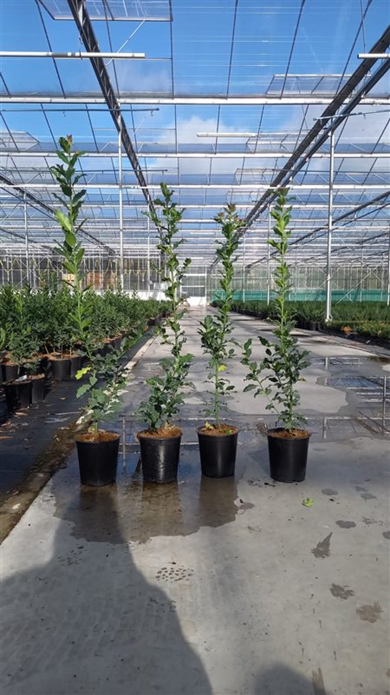 Ilex aquifolium - C3.5 80-100 CM